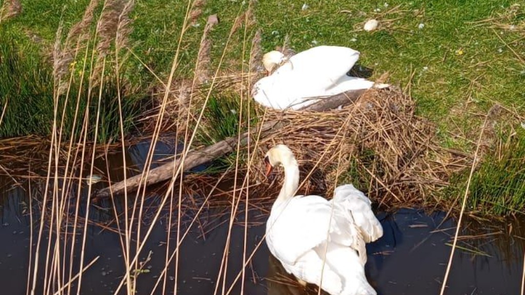 Zwanennest vernield door jongeren: eieren naast nest aangetroffen