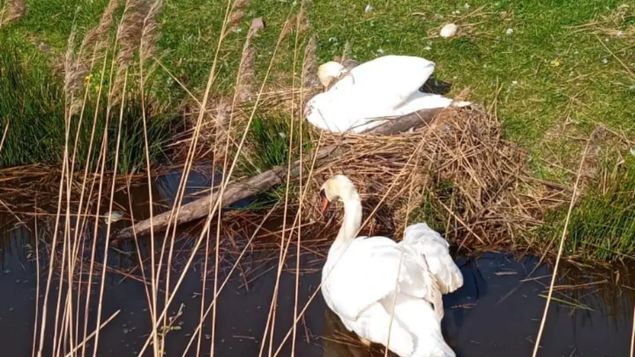 Zwanennest vernield door jongeren: eieren naast nest aangetroffen