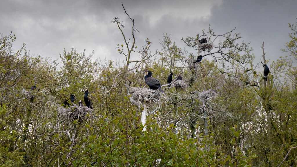 Aalscholvers opnieuw aan het broeden op de Nieuwkoopse Plassen