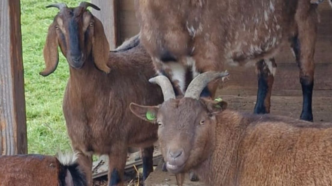Geit en herten vermoedelijk overleden door overlast hangjongeren, boerderij is er klaar mee